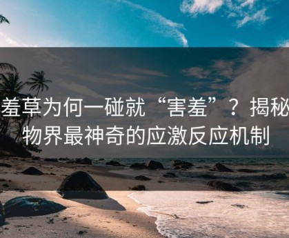 含羞草为何一碰就“害羞”？揭秘植物界最神奇的应激反应机制